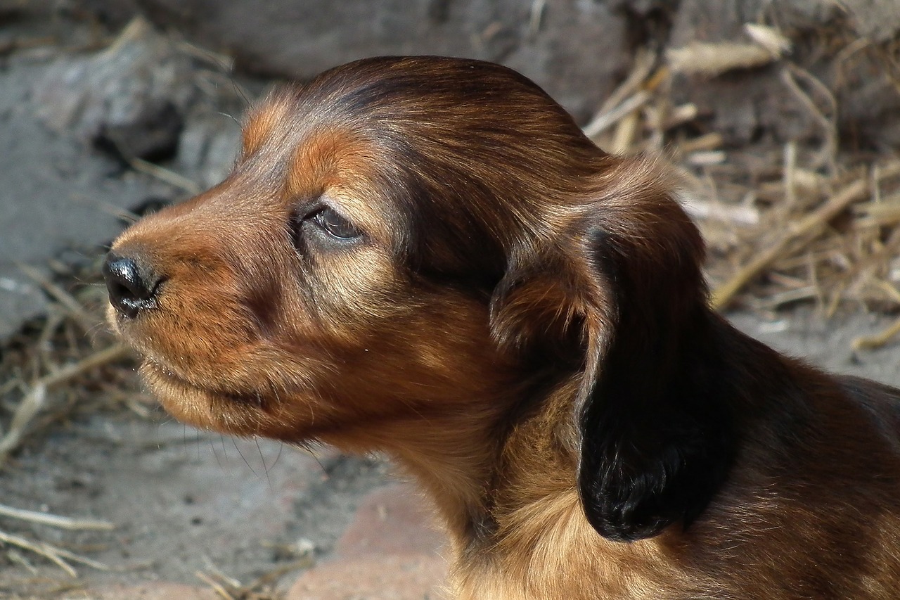 dog dachshund puppy free photo