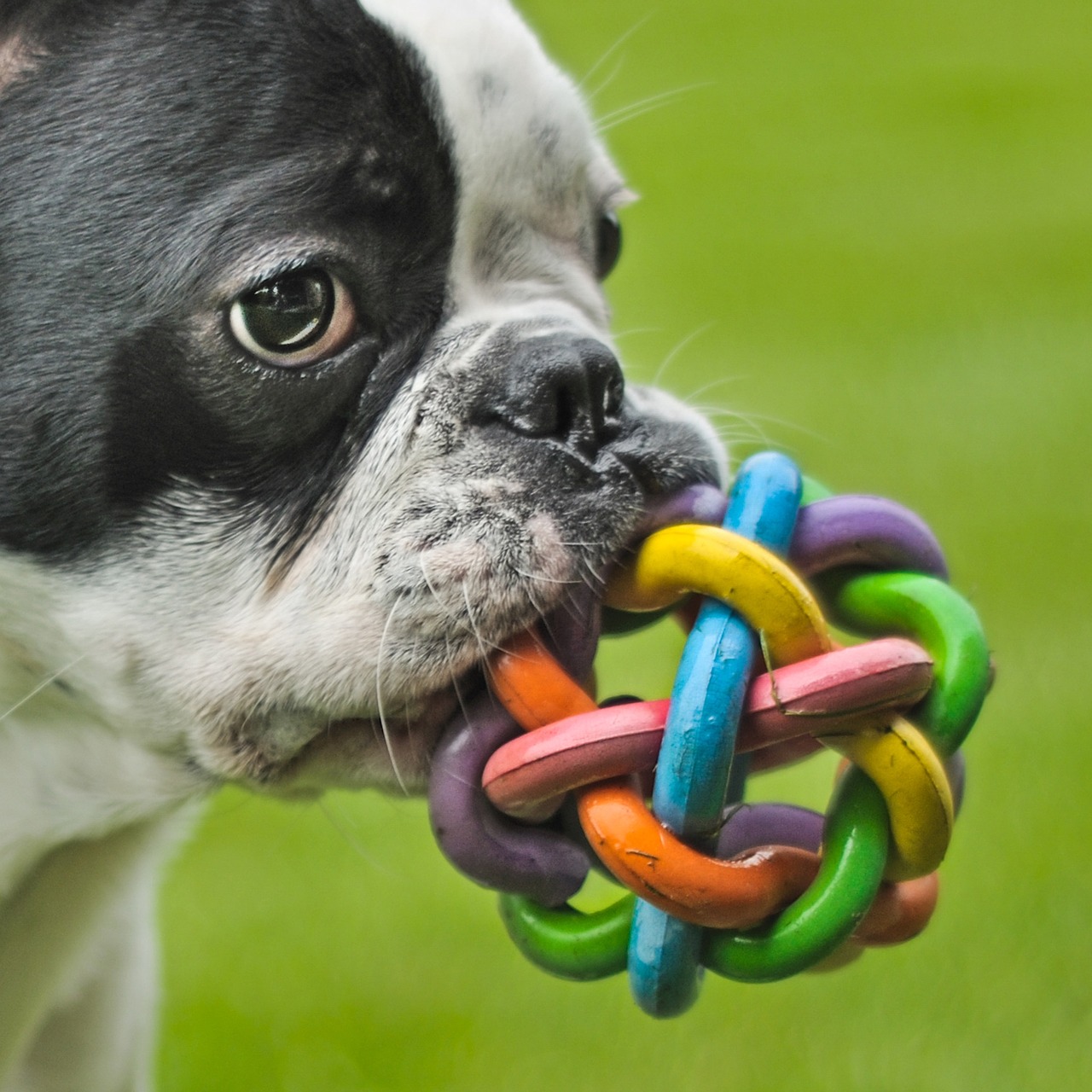 dog french bulldog play free photo