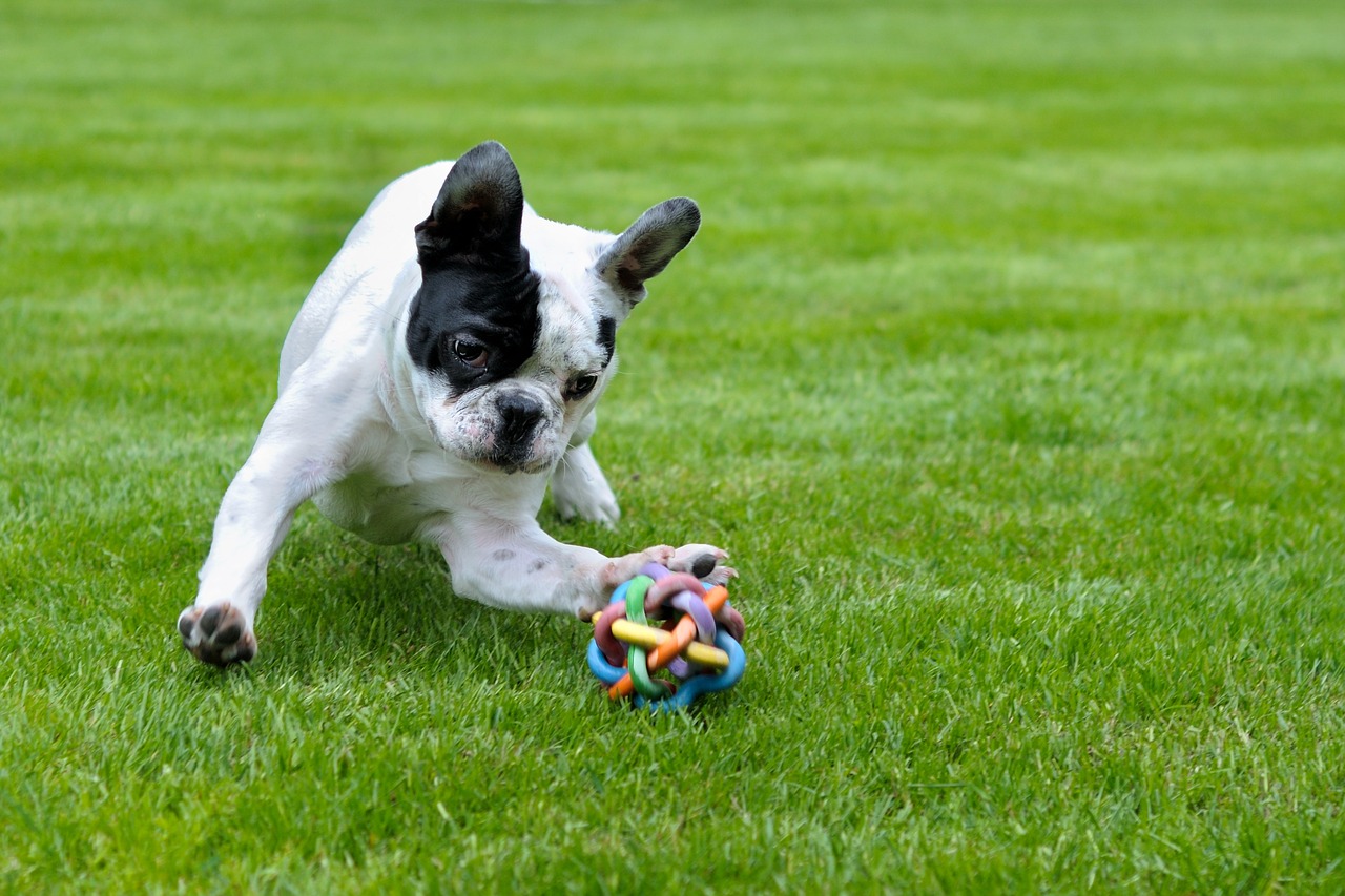 dog french bulldog play free photo