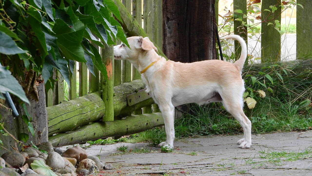 dog dog fence guard dog free photo