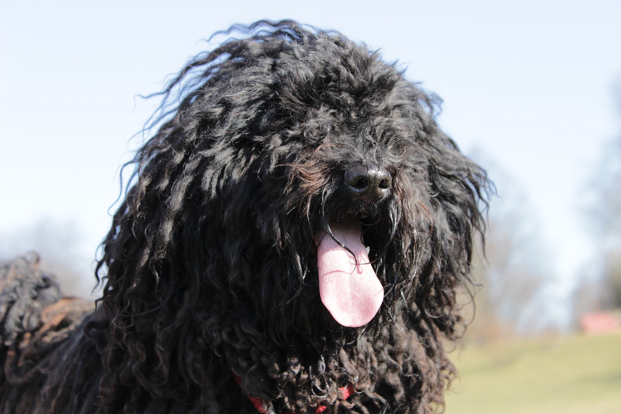 dog snout tongue free photo