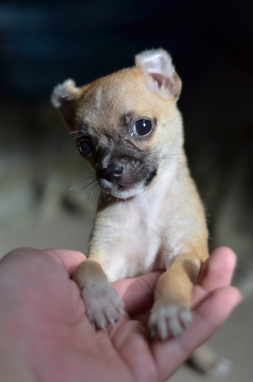 dog small dogs vietnam free photo