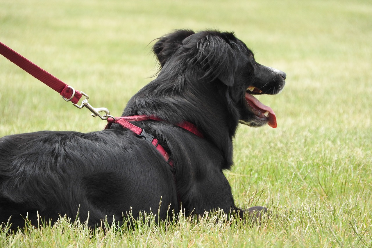 dog guide harness free photo