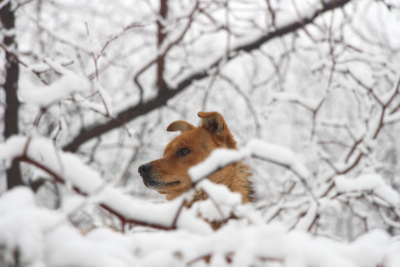 dog chinese rural dogs snow free photo