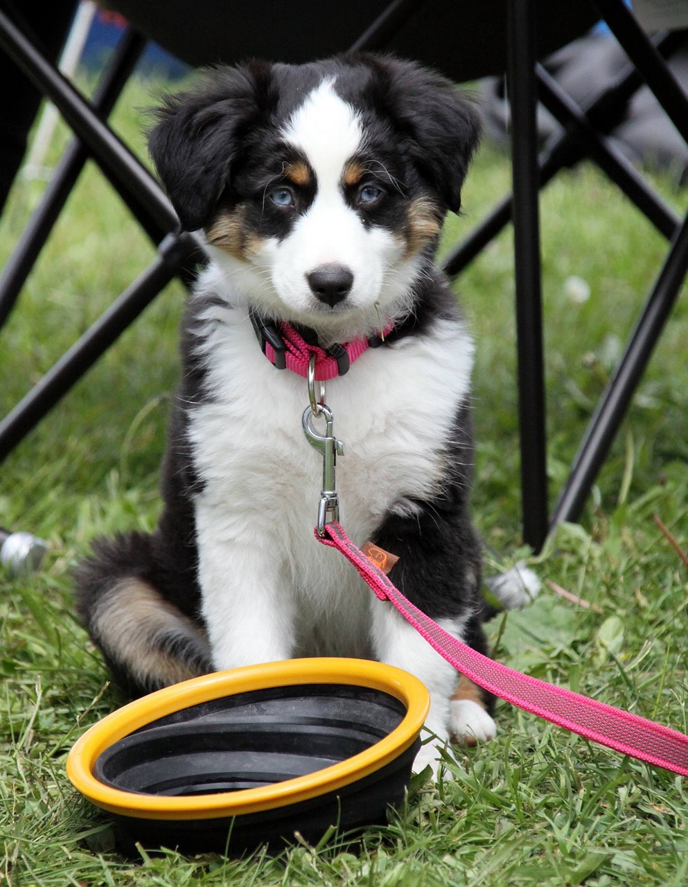 dog border collie little dog free photo