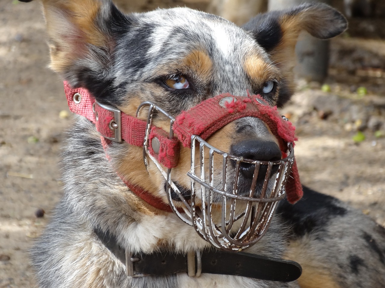 dog australia muzzle free photo