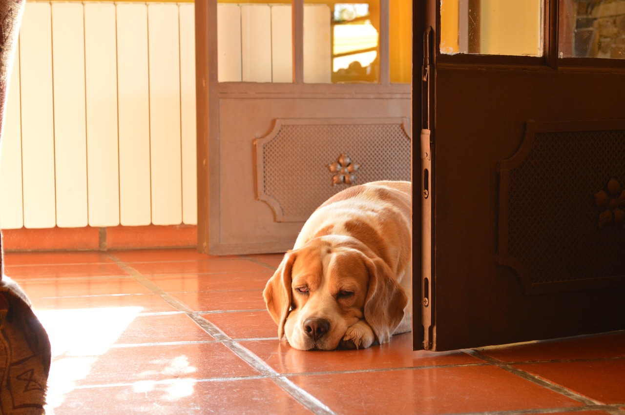 dog beagle contaluz free photo