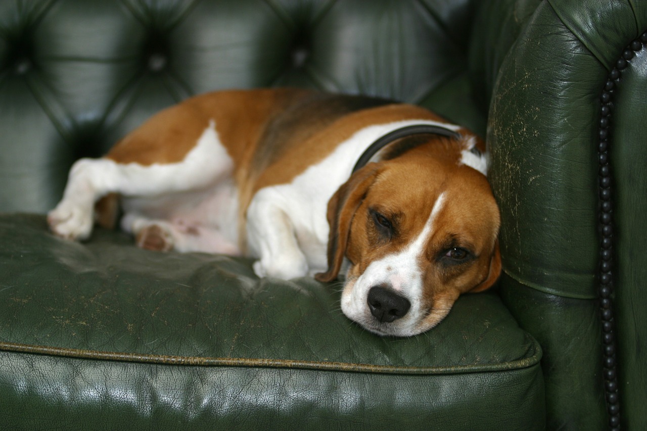 dog beagle sleeping free photo