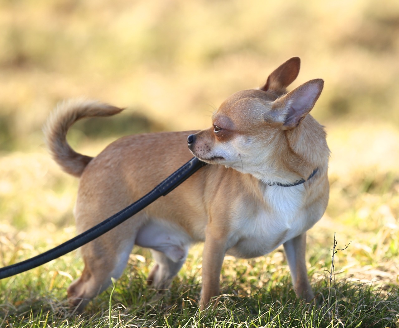 dog chihuahua sobel free photo