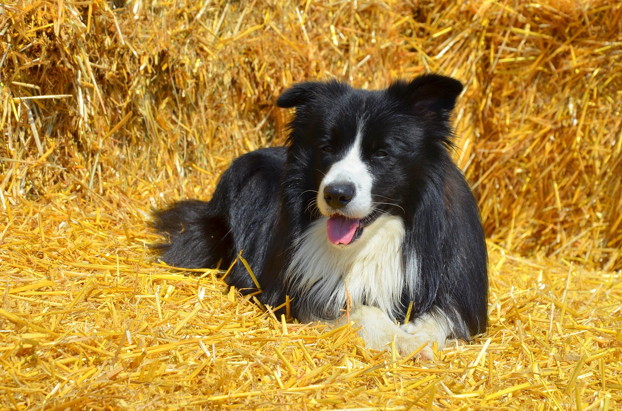 dog border collie british sheepdog free photo