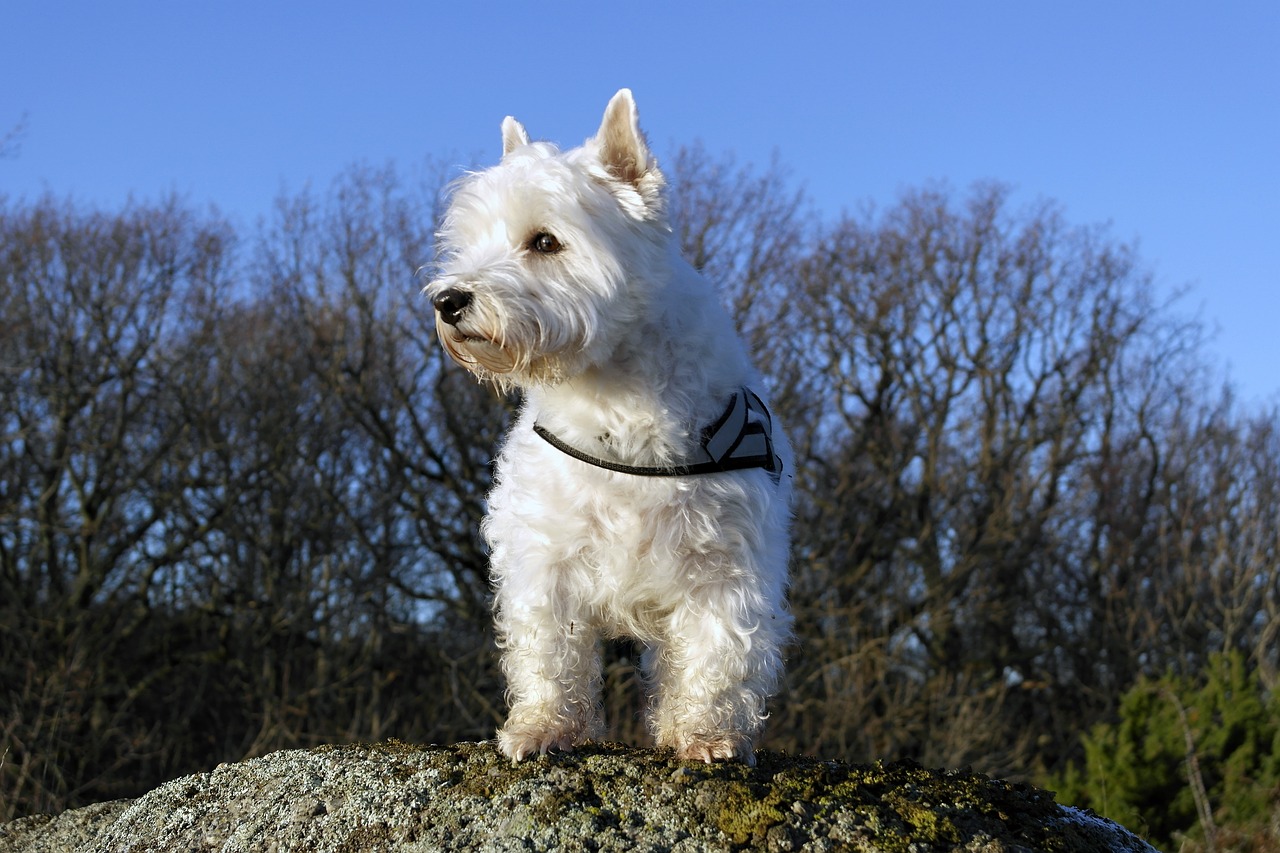 dog westie terrier free photo