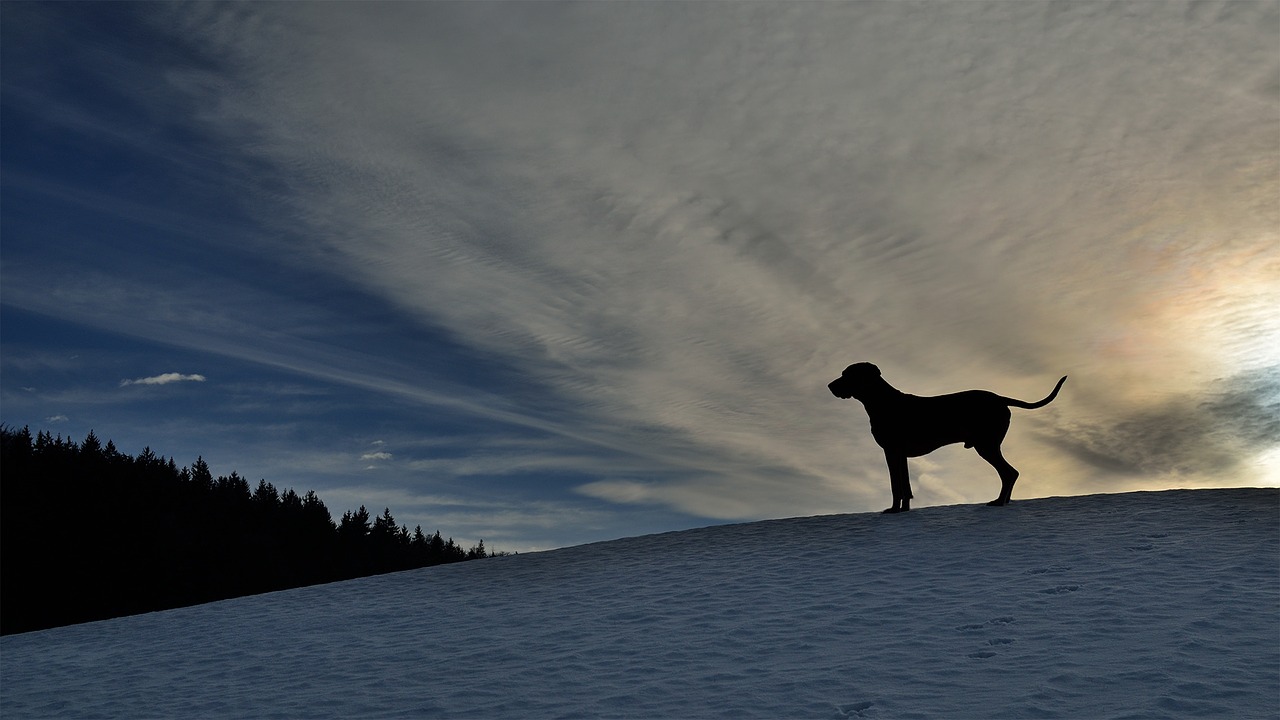 dog weimarische winter free photo