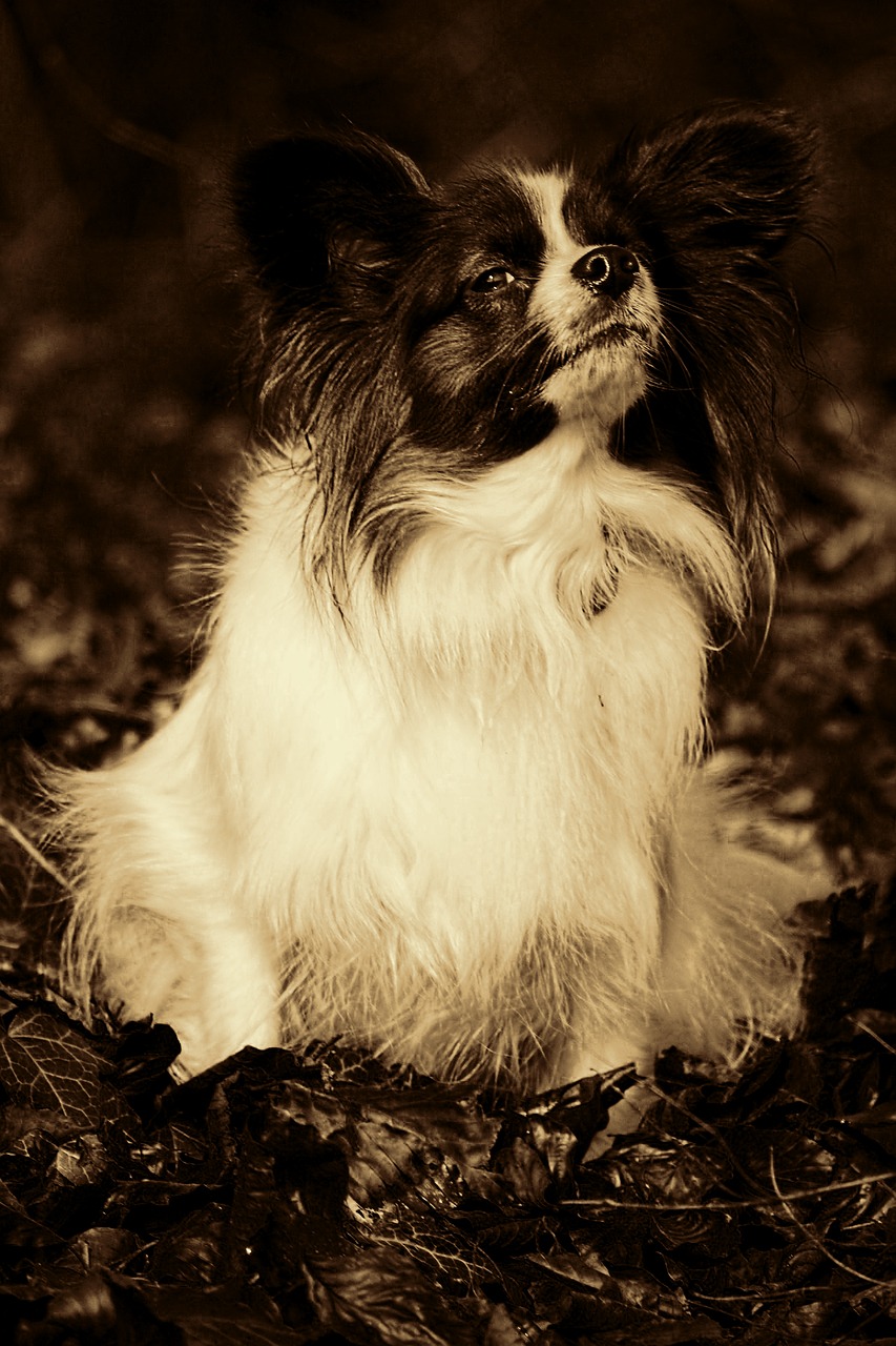 dog pet animal portrait free photo