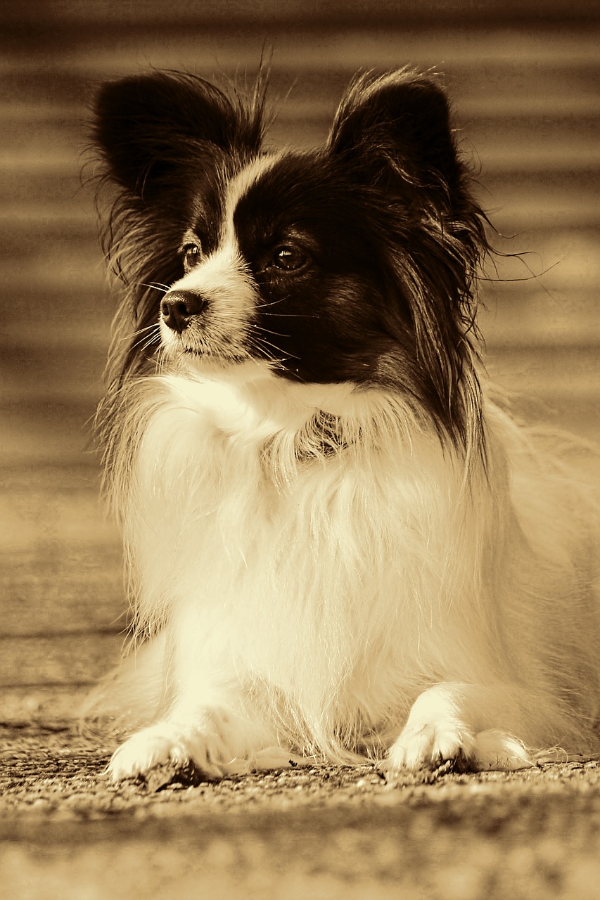 dog pet animal portrait free photo