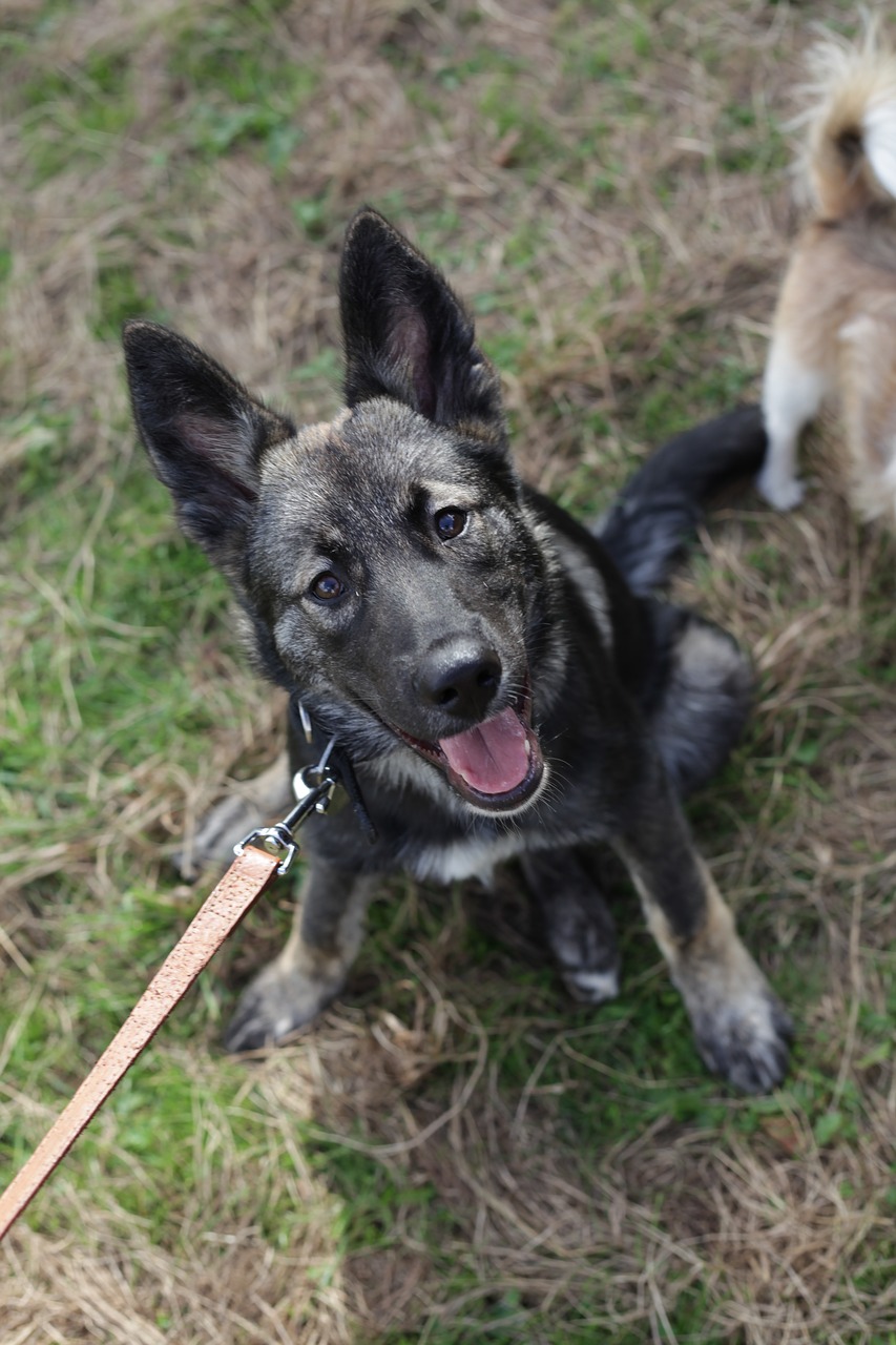 dog collie husky free photo