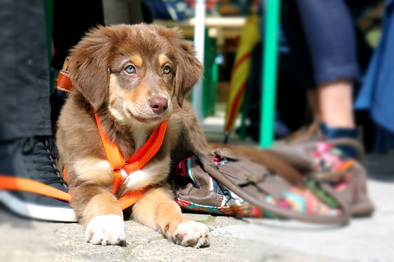 dog puppy snout free photo