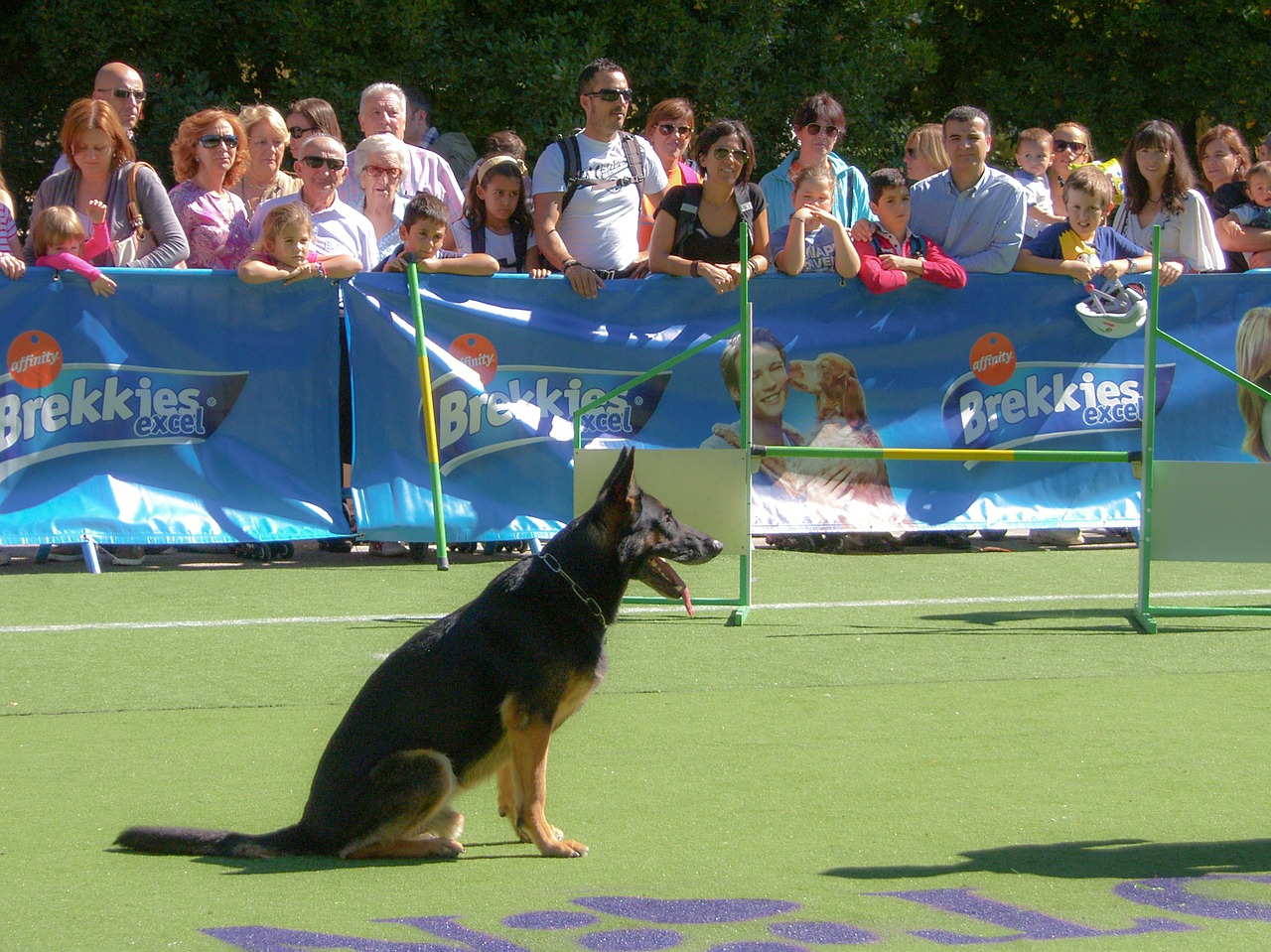 dog german shepherd dog pet free photo