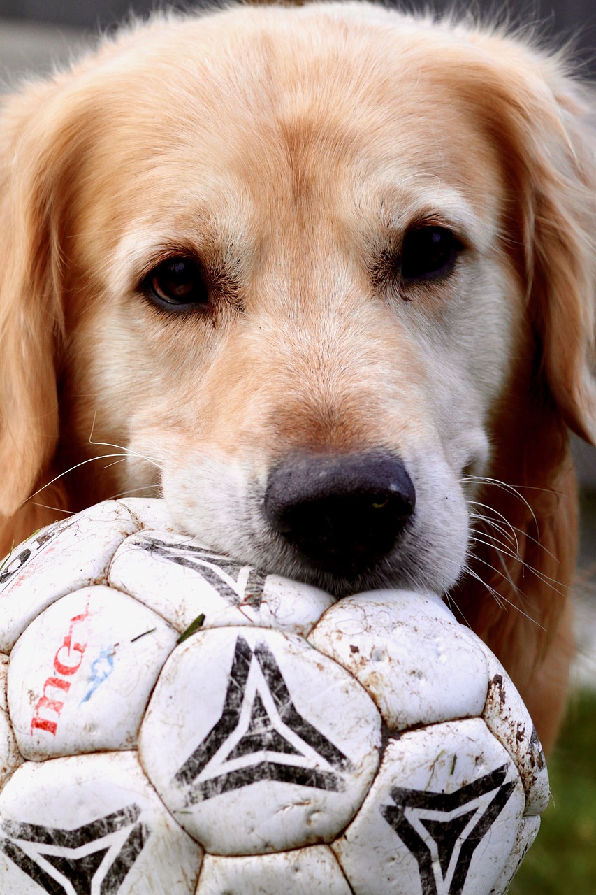 dog golden retriever ball free photo
