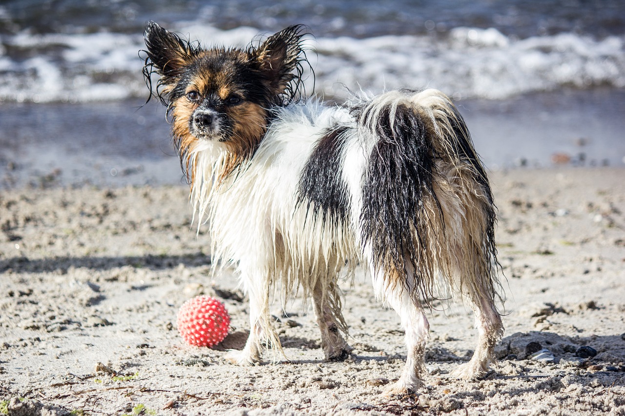 dog pet ball free photo