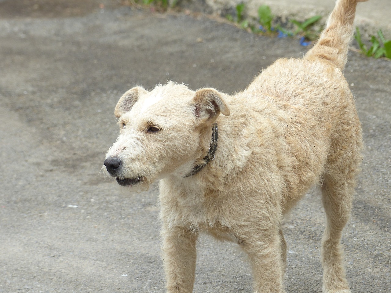 dog white animal free photo