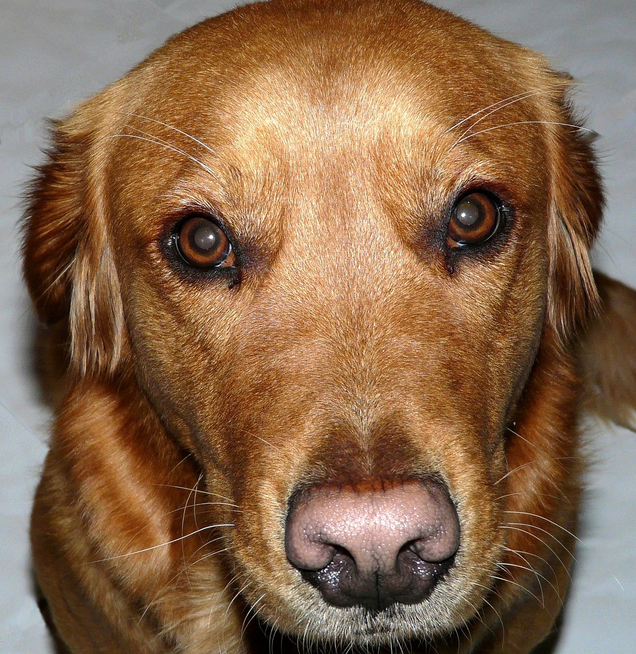 dog golden retriever head free photo