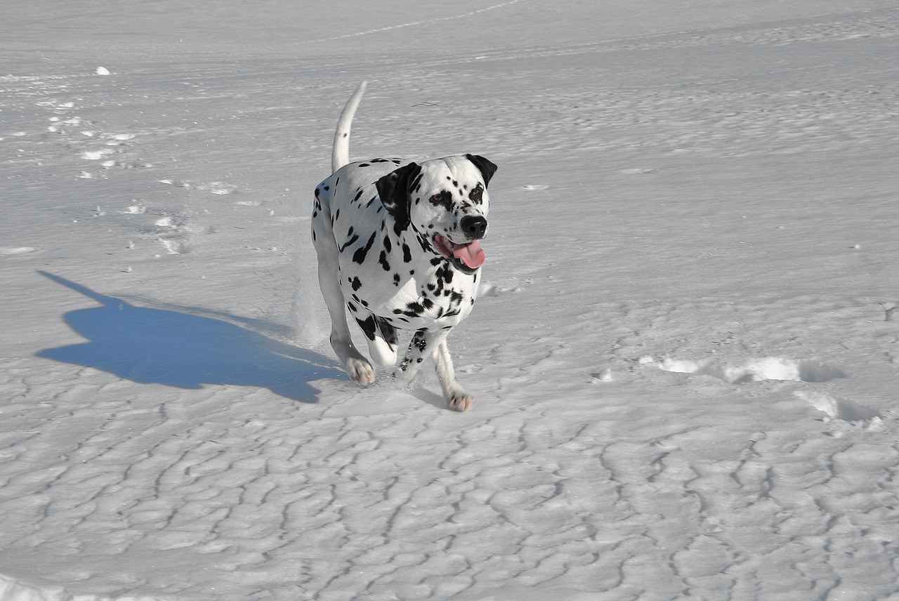 dog dalmatian dog running free photo