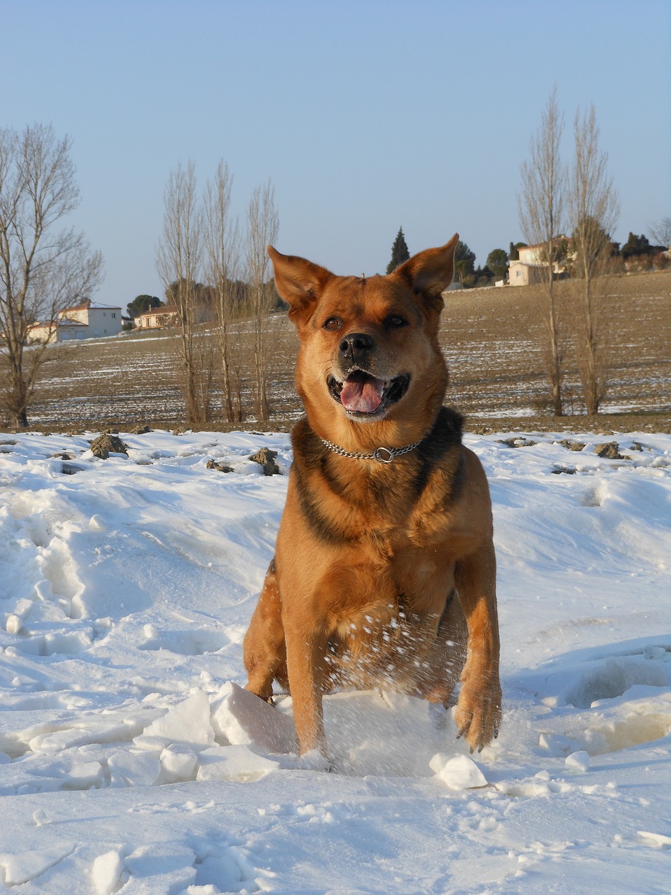 dog animal snow free photo