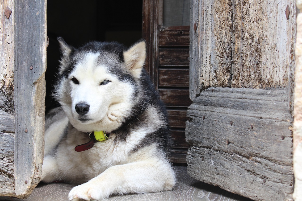 dog husky alps free photo