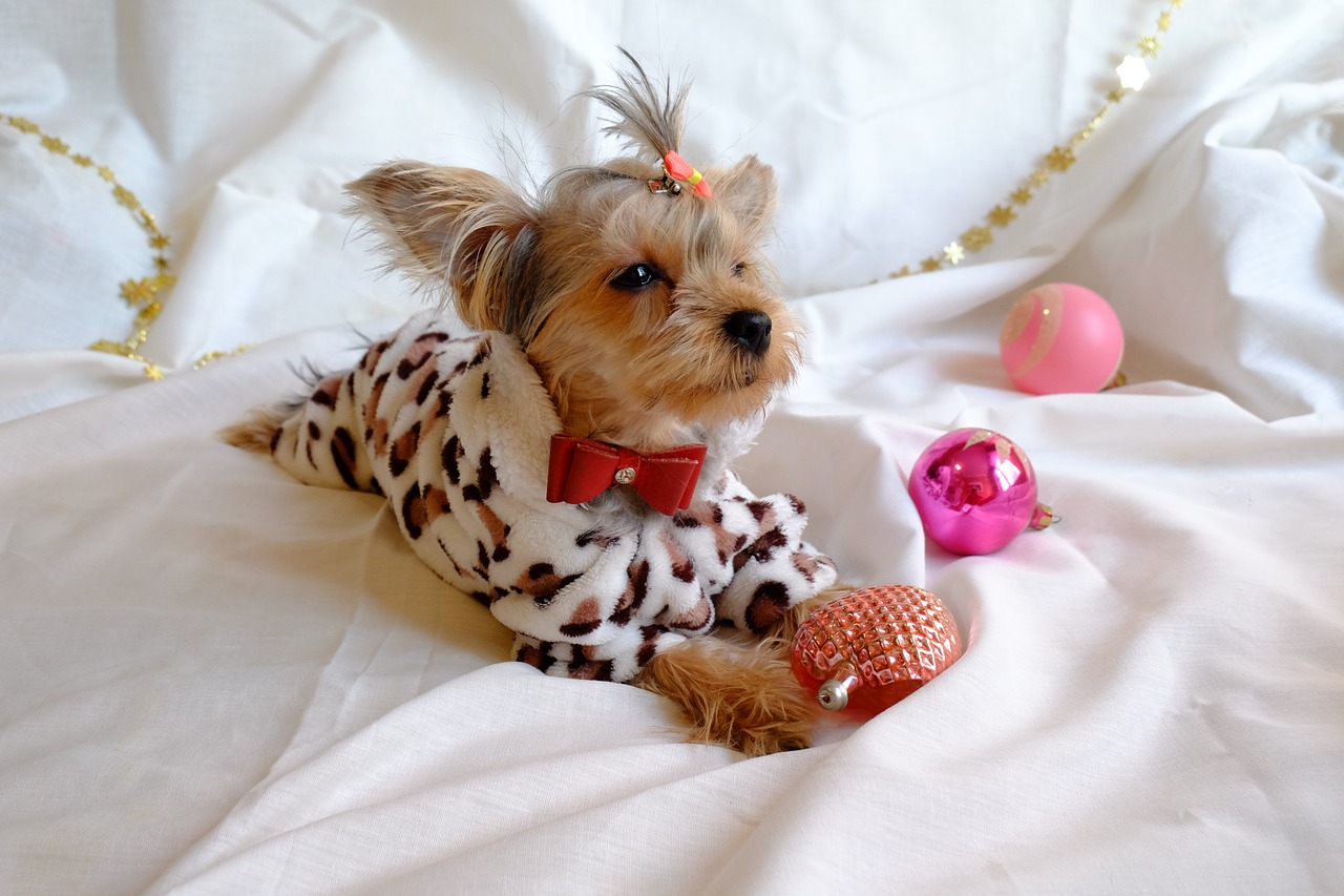 dog new year's eve yorkshire terrier free photo