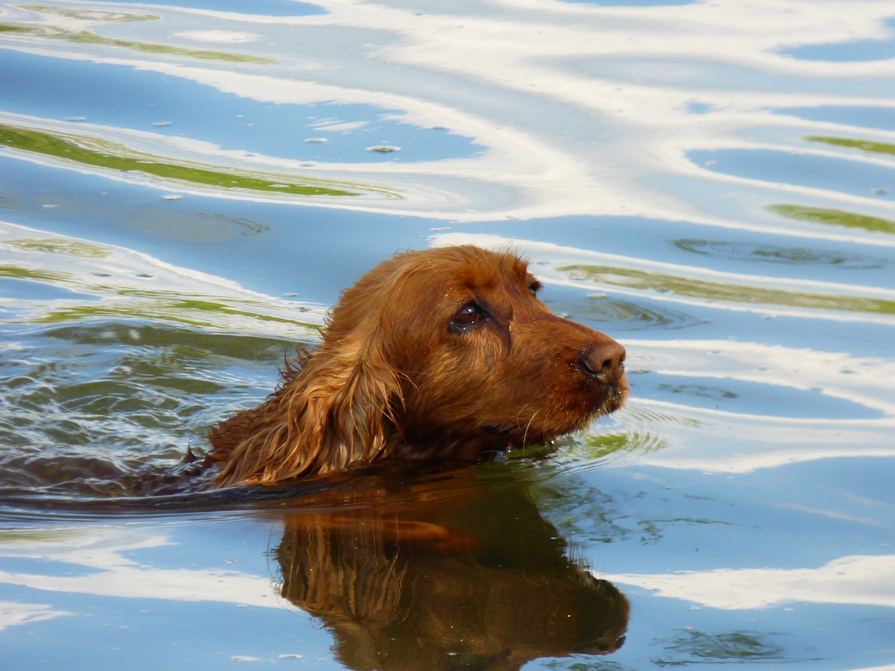 dog water river free photo