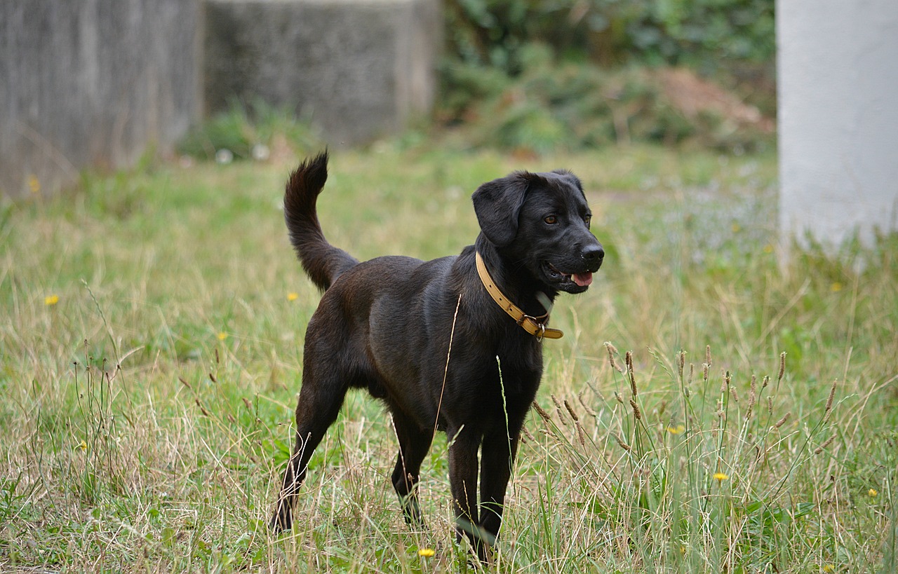 dog labrador animal free photo