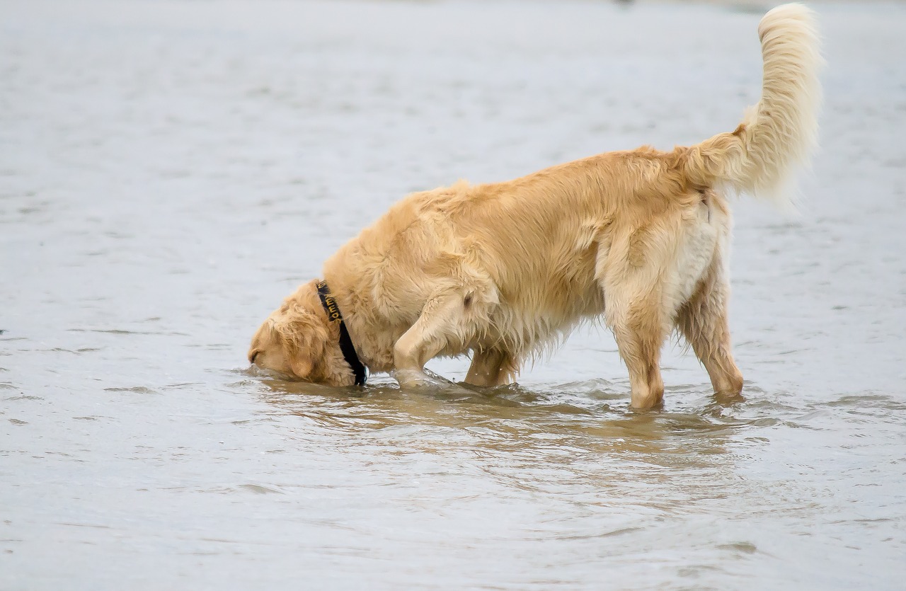 dog golden retriever beach free photo