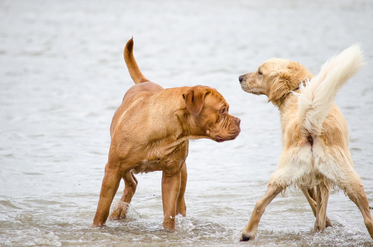 dog golden retriever beach free photo