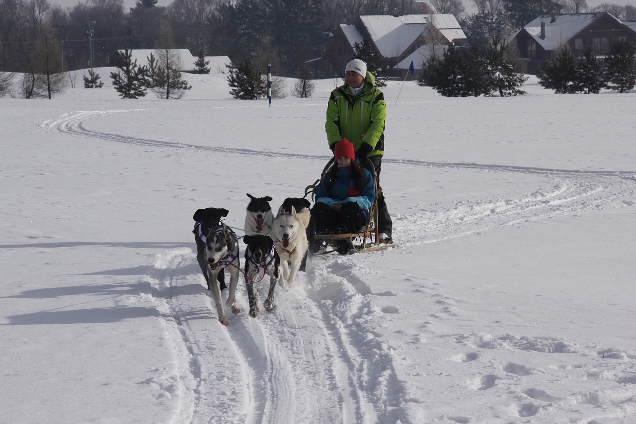 dog husky zaprahy free photo