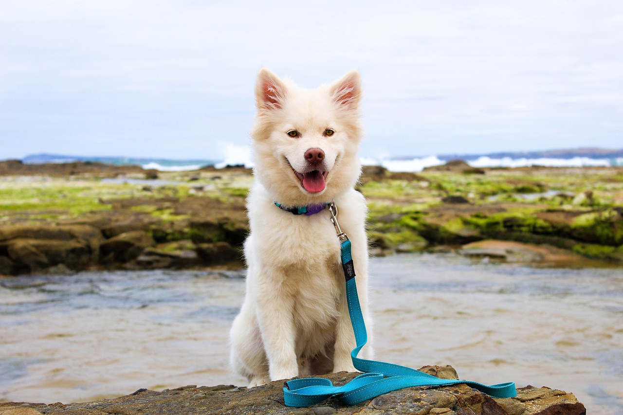 dog puppy beach free photo