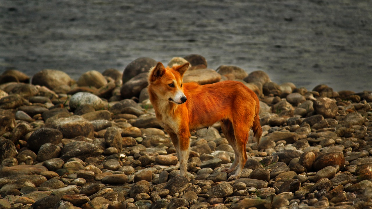 dog wild river free photo