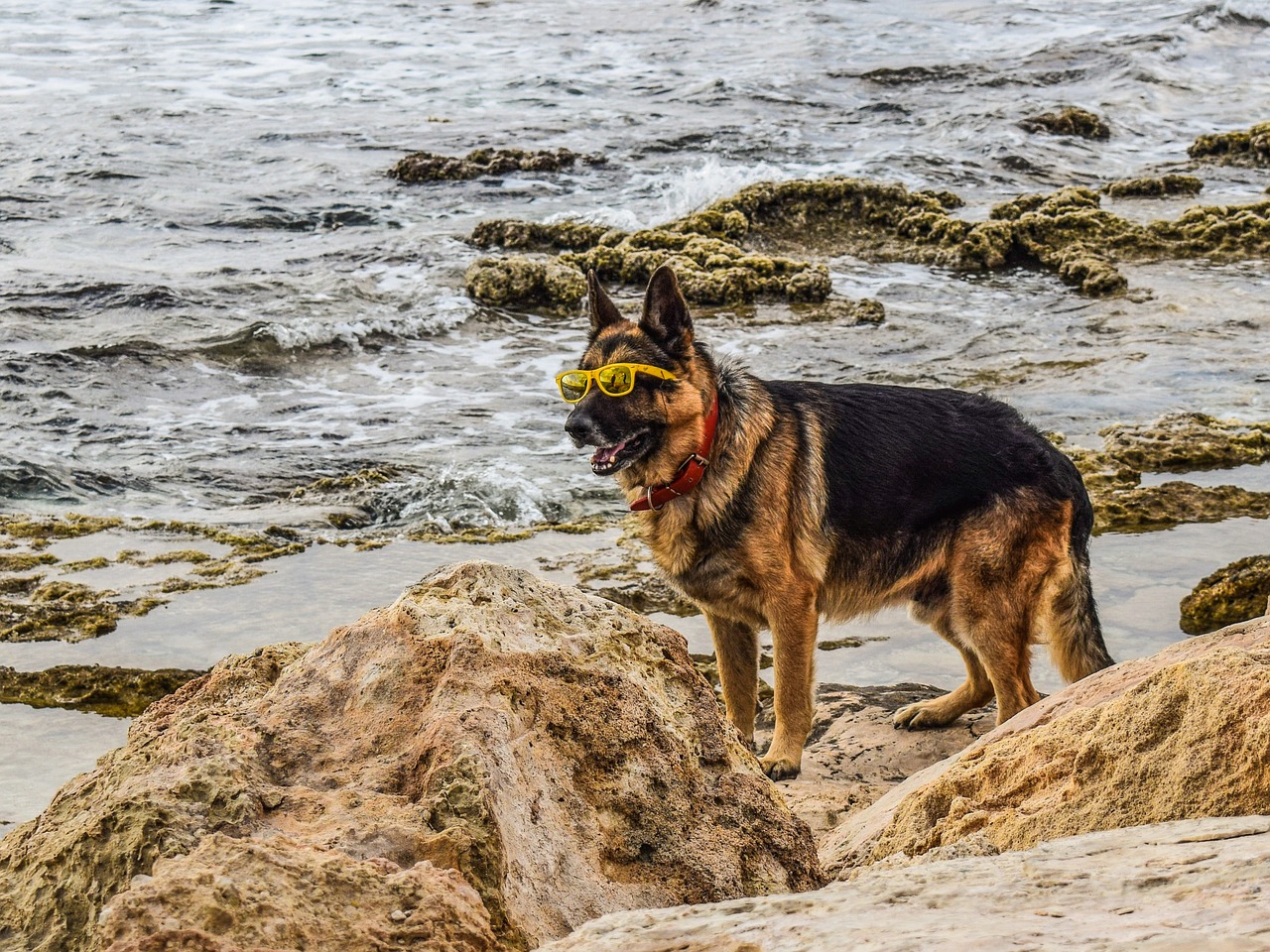 dog glasses yellow free photo