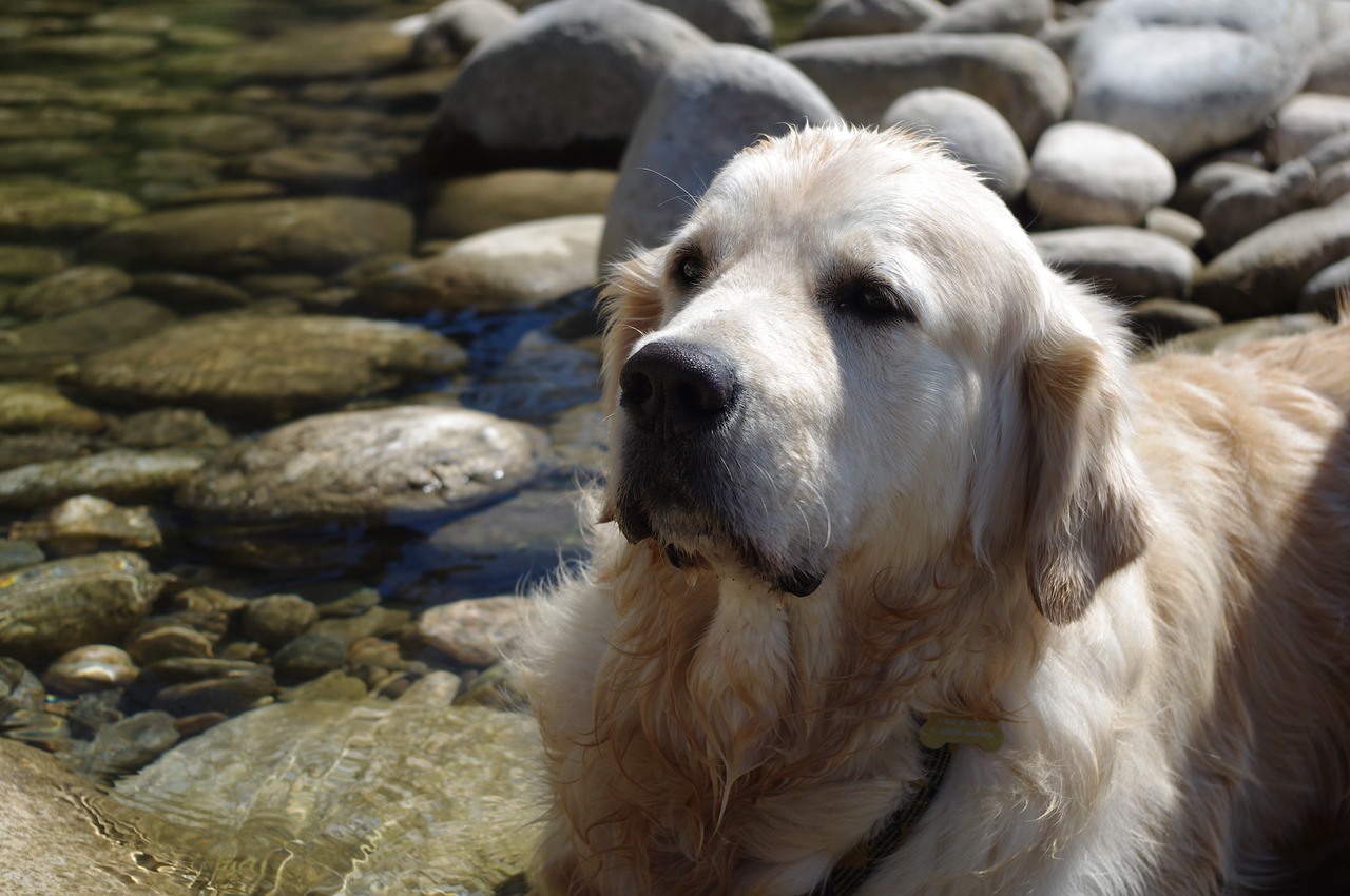 dog golden retriever water free photo