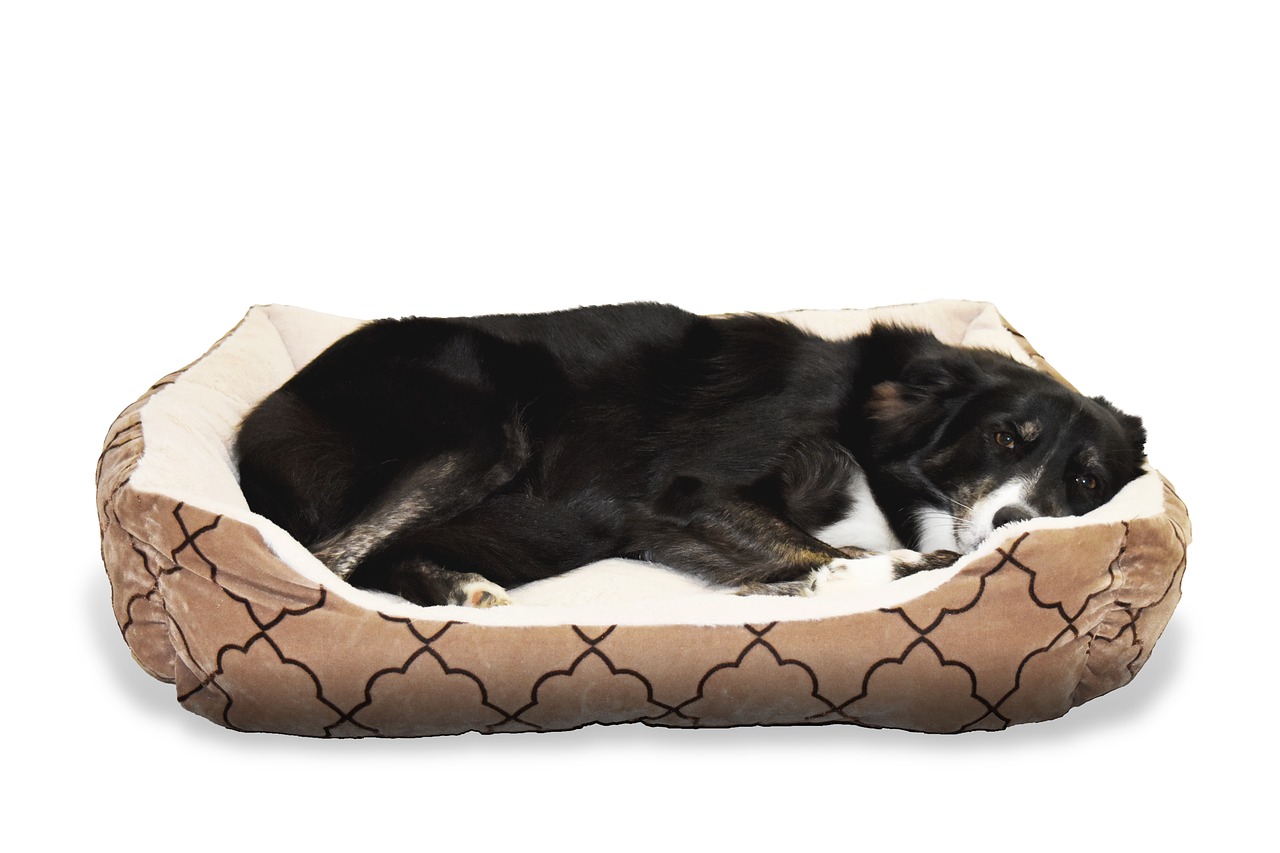 dog pet bed free photo