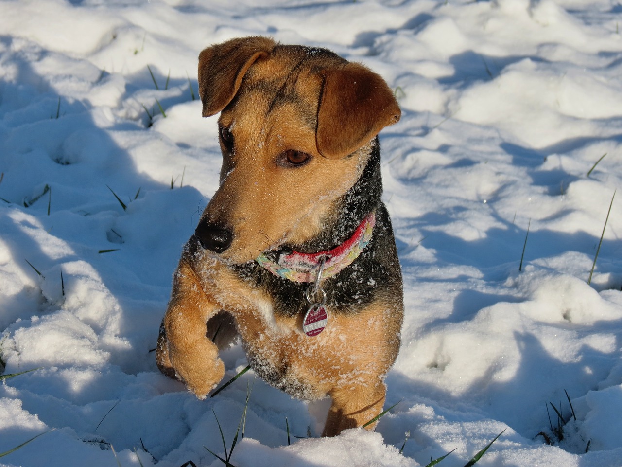 dog snow paw free photo