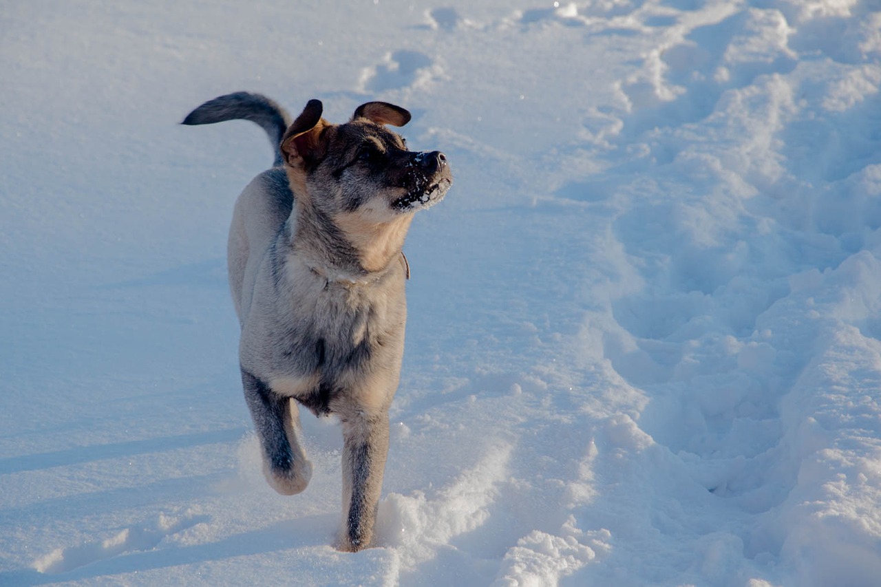 dog winter snow free photo