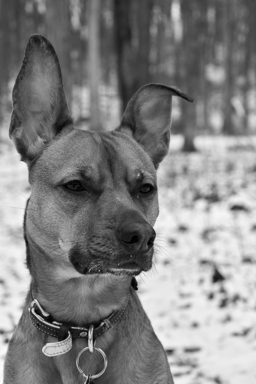 dog forest snow free photo