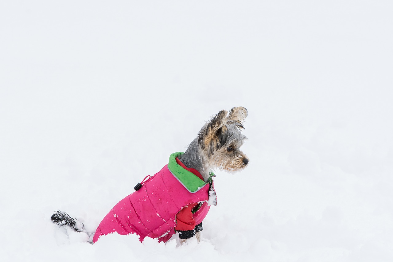 dog small dog yorkshire terrier free photo