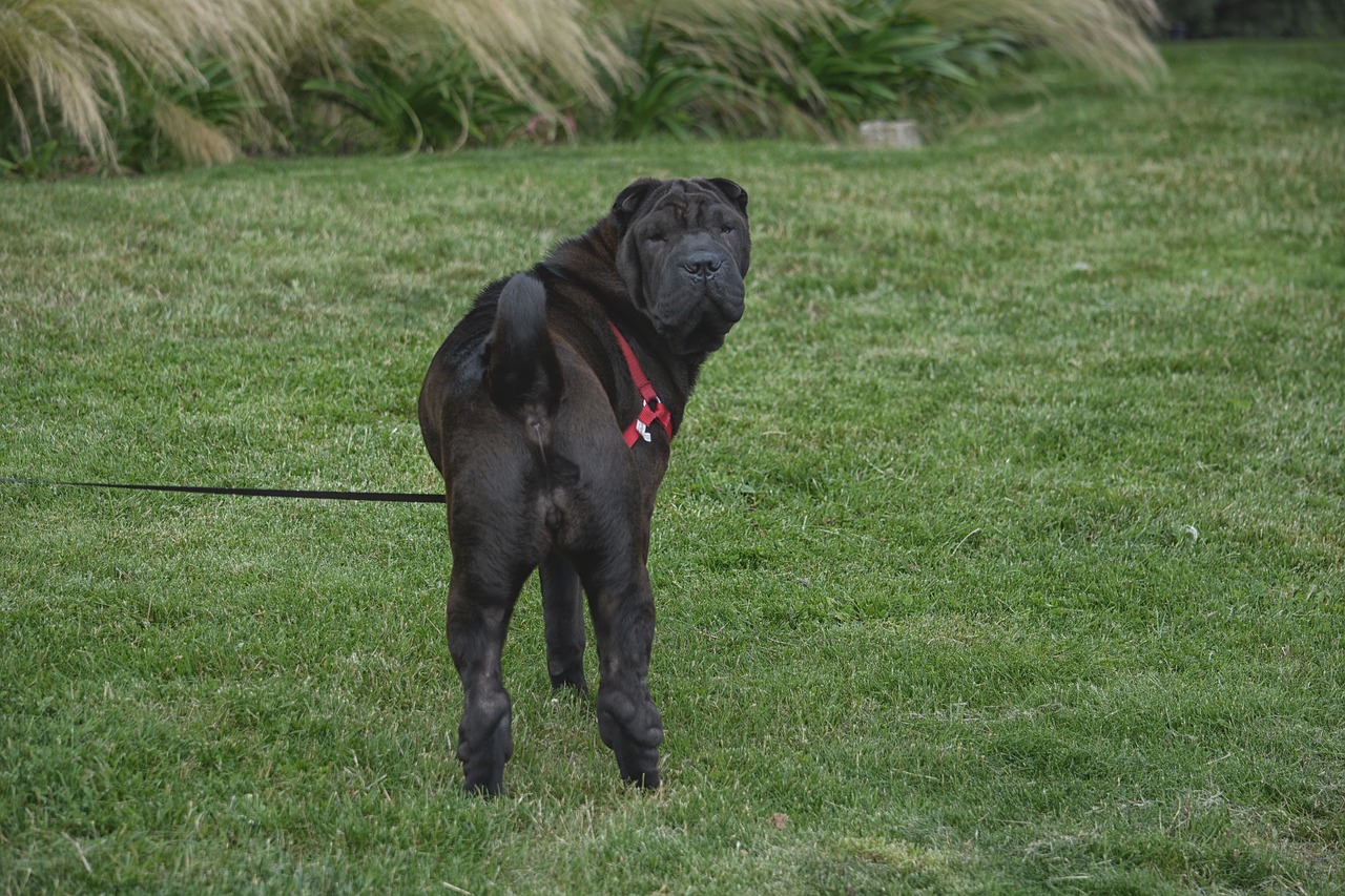 dog charpei canine free photo