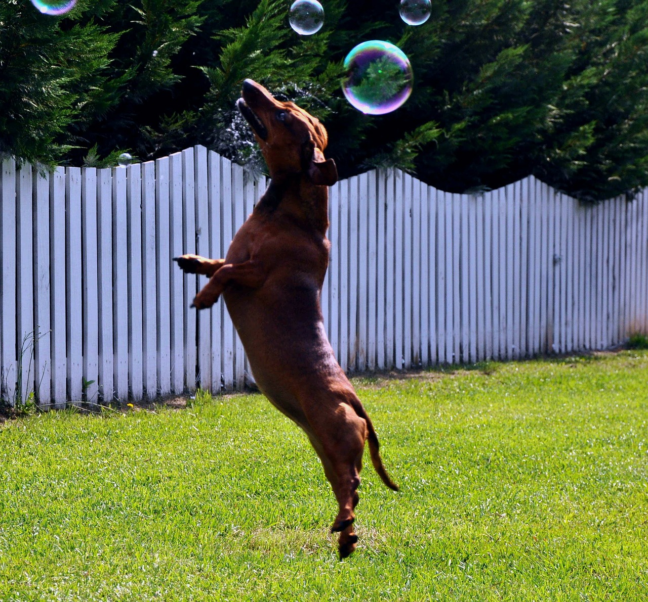 dog jump leap free photo