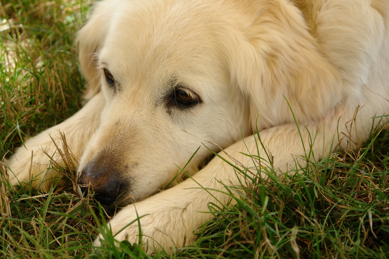 dog head lazy dog free photo