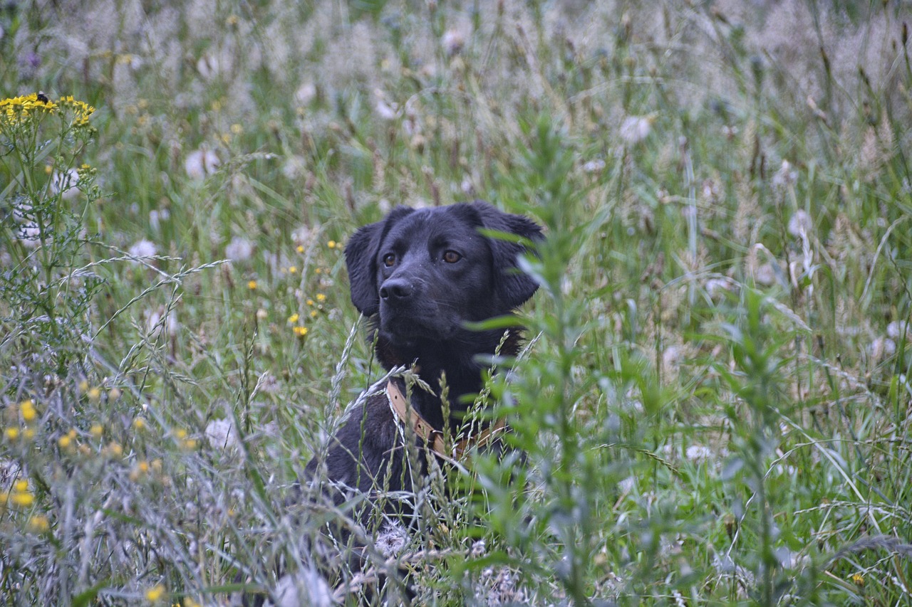 dog canine labrador free photo