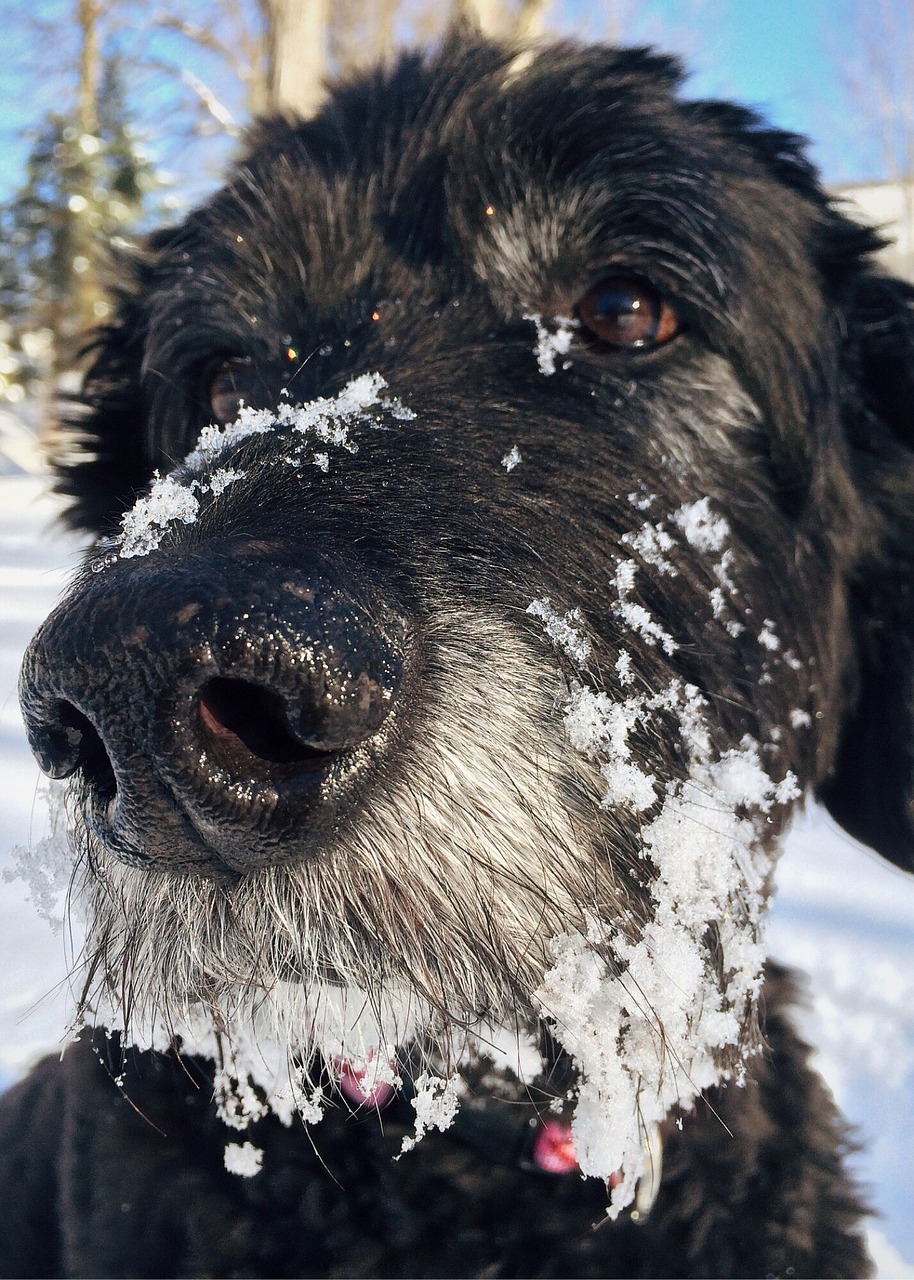 dog goldendoodle pet free photo