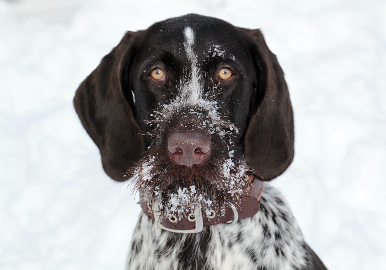 dog hundeportrait animal free photo