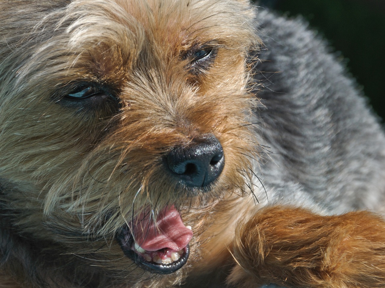 dog yorkshire yawn free photo